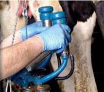 GEA Farm Technologies – dojačka IQ