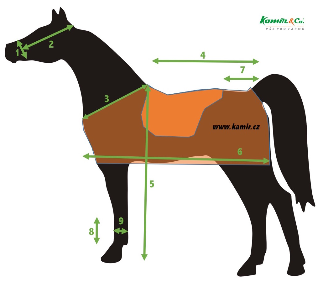 Jak správně měřit koně - schéma