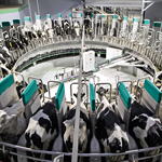 Kruhová dojírna DairyProQ
