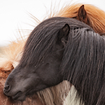 Fotosoutěž Pony, léto, děti