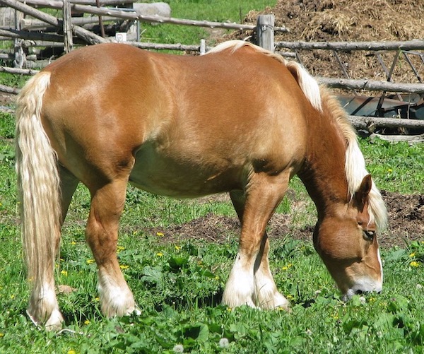 Českomoravský belgický kůň