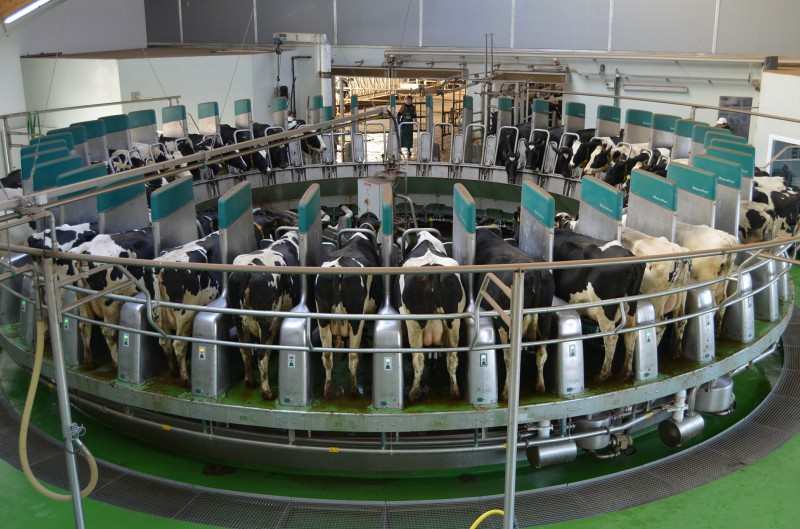 Spuštění první plonorobotické dojírny DairyProQ
