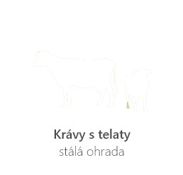 Krávy s telaty - stálá ohrada - oplůtková pastva