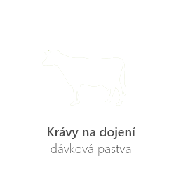 Krávy na dojení - přepásání menších ploch - dávková pastva