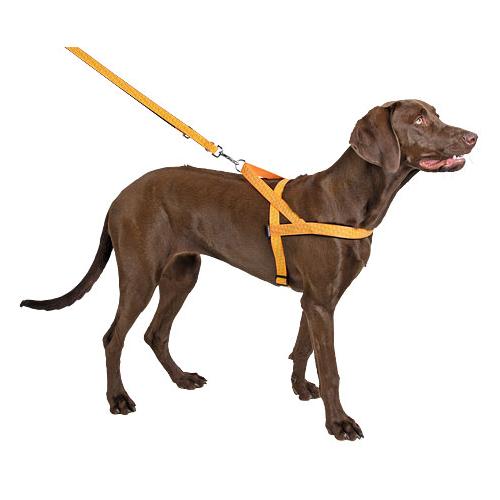 Postroj na psa, reflexní, oranžový - 60 - 75 cm