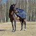 Bederní nepromokavá deka Horze Supreme Avalanche, černá - vel. 125 cm - Pony Deka bederní Supreme Avalanche, neprom., vel. Pony