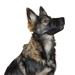 Fixační nylonový náhubek pro psa, černý - 12-14 cm Náhubek pro psa, nylon
