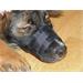 Fixační nylonový náhubek pro psa, černý - 20-26 cm Náhubek pro psa, nylon