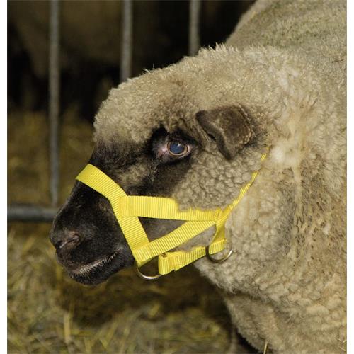 Ohlávka pro ovce, berany textilní Ohlávka pro ovce, berany textilní