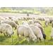 Síť pro elektrické ohradníky na ovce TitanNet v. 108 cm, d. 50 m, dvojitá špička Síť pro elektrické ohradníky na ovce TopLine Plus v. 108 cm, d. 50 m, dvojitá špička