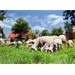 Síť pro elektrické ohradníky na ovce OVINET v. 90 cm, d. 50 m, jednoduchá špička Síť pro elektrické ohradníky na ovce OVINET v. 90 cm, d. 50 m, jednoduchá špička