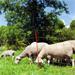 Síť pro elektrické ohradníky na ovce OVINET v. 90 cm, d. 50 m, jednoduchá špička Síť pro elektrické ohradníky na ovce OVINET v. 90 cm, d. 50 m, jednoduchá špička