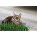 Kočičí tráva Tráva pro kočky - s kočkou
