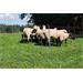 Síť pro elektrické ohradníky na ovce AKO TitanNet Premium v. 108 cm, d. 50 m, dvojitá špička Síť pro elektrické ohradníky na ovce AKO TitanNet PREMIUM v. 108 cm, d. 50 m, dvojitá špička