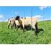 Síť pro elektrické ohradníky na ovce AKO TitanNet Premium v. 108 cm, d. 50 m, dvojitá špička Síť pro elektrické ohradníky na ovce AKO TitanNet PREMIUM v. 108 cm, d. 50 m, dvojitá špička