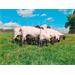 Síť pro elektrické ohradníky na ovce AKO OviNet Premium v. 108 cm, d. 50 m, dvojitá špička Síť pro elektrické ohradníky na ovce AKO OviNet Premium v. 108 cm, d. 50 m, dvojitá špička