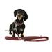 Kožený podložený obojek pro psy Royal, bordo - 30 - 38 cm Obojek pro psy kožený Royal, podložený, 30-38 cm