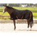 Odpocovací deka Harrys Horse LouLou, černá - vel. 135 cm Deka fleece HH LouLou, černá, 135 cm