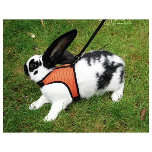 Postroj pro hlodavce Sport, oranžový - 22 - 26 cm Postroj pro králíky Sport, oranžový, 22 - 26 cm