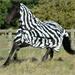 Síťovaná deka proti hmyzu Bucas Buzz-Off S/S 2025, zebra - vel. 145 cm Síťová deka s krkem Bucas Buzz-Off SS 25, zebra, vel. 145