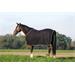 Odpocovací deka Riding World, černá - vel. 145/190 cm Odpocovací deka RW, černá 145/190 cm