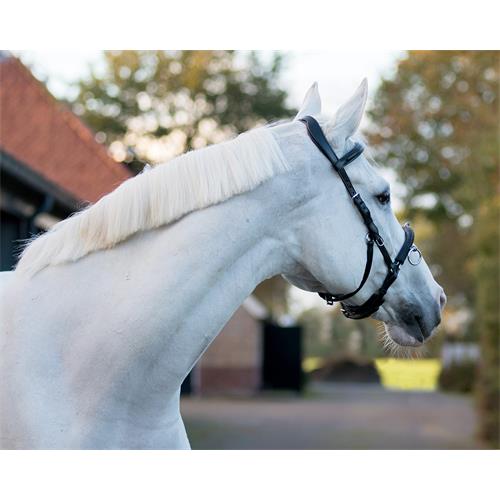 Lonžovací kožený obnosek QHP, černý - vel. Pony Obnosek lonžovací QHP, kožený, černý, vel. Pony