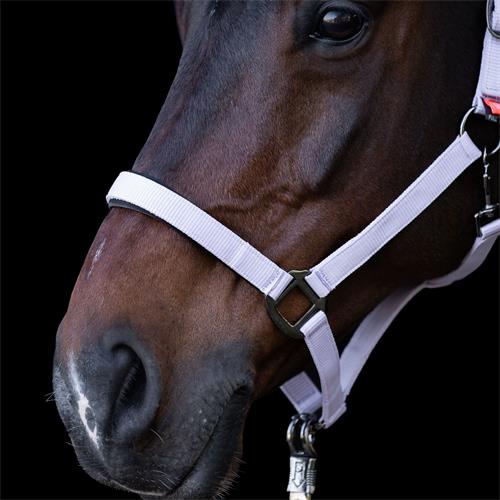 Ohlávka IRH Classic Sport, fialková - vel. Pony Ohlávka IRH Classic Sport, fialková, vel. Pony