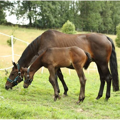 Stájová ohlávka MANMAT, směs barev - vel. XS - Shetty Ohlávka stájová, MANMAT, směs barev, XS - Shetty