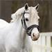 Kožená uzdečka QHP Bixie se srdíčky, černá, vel. Pony Kožená uzdečka QHP Bixie se srdíčky, černá, vel. Pony