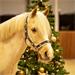 Ohlávka s beránkem QHP Christmas - vel. Pony Ohlávka QHP Christmas, sněhuláci, vel. Pony