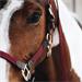 Ohlávka pro koně Kentucky Nylon - vínová, vel. Full Ohlávka pro koně Kentucky Nylon, vínová, vel. Full