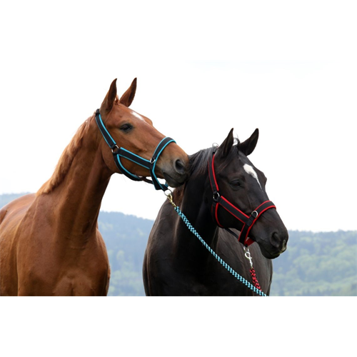 Stájová ohlávka MANMAT, směs barev - vel. S - Pony Ohlávka stájová, MANMAT, směs barev, vel. S - Pony