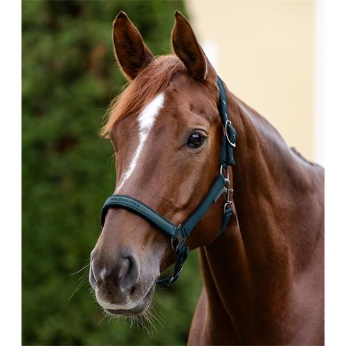 Ohlávka pro koně Waldhausen AW 2025/26 Athletic, petrolejová - vel. Cob Ohlávka Waldhausen Athletic AW25/26, petrolejová, vel. Cob