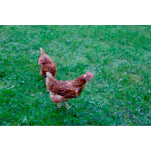 Krycí síť výběhu pro slepice, oko 3×3 cm - 10×10 m Síť krycí výběhu pro slepice.