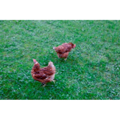 Krycí síť výběhu pro slepice, oko 3×3 cm - 10×20 m Síť krycí výběhu pro slepice.