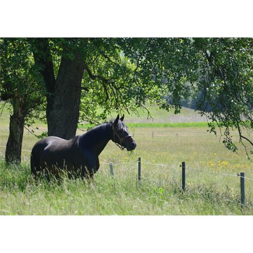 Kůl z recyklovaného plastu pro elektrické ohradníky, délka 175 cm/průměr 8 cm Kůl z recyklovaného plastu pro elektrické ohradníky, délka 175 cm/průměr 8 cm