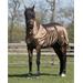 Ekzémová deka QHP s krkem, hnědá - 115/155 cm Deka ekzémová QHP, hnědá, vel. 115/155 cm