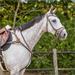 Kožený poprsník QHP Ontario, hnědý - vel. Pony Poprsník QHO Ontario, hnědý, vel. Pony