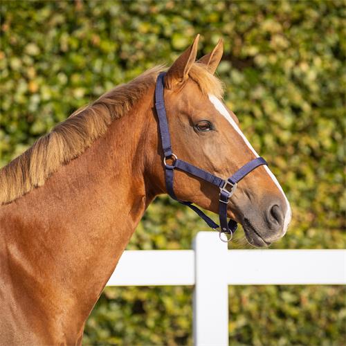 Bezpečnostní ohlávka QHP, modrá - vel. Pony Ohlávka bezpečnostní QHP modrá, Pony