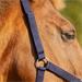 Bezpečnostní ohlávka QHP, modrá - vel. Pony Ohlávka bezpečnostní QHP modrá, Pony