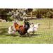 Síť pro drůbež PoultryNet, vodivá, výška 106 cm, délka 50 m, dvojitá špička Síť pro drůbež PoultryNet, vodivá, výška 106 cm, délka 50 m, dvojitá špička