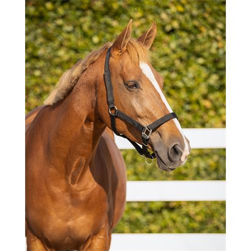 Bezpečnostní ohlávka QHP, černá - vel. Pony Ohlávka bezpečnostní QHP černá, Pony