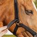 Bezpečnostní ohlávka QHP, černá - vel. Pony Ohlávka bezpečnostní QHP černá, Pony