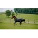 Nepromokavá deka Equithéme Tyrex Lumin, 0gr, AW 26/27, černá - vel. 125 cm Nepromokavá deka Equitheme Tyrex Lumin AW 26/27, 0gr, černá, vel. 125