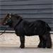 Stájová deka HVP Sacha, AW 26/27, Pony, černá - vel. 100/135 cm Stájová deka HVP Sacha, AW 26/27, černá, vel. 100/135cm
