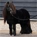 Stájová deka HVP Sacha, AW 26/27, Pony, černá - vel. 110/145 cm Stájová deka HVP Sacha, AW 26/27, černá, vel. 110/145cm