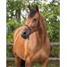 Provazová ohlávka QHP Basic, modrá - vel. Pony Vazačka akupresurní QHP Basic, modrá, Pony