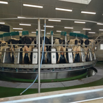 Spuštění 2. robotické kruhové dojírny DairProQ