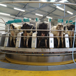 Montáž robotické, kruhové dojírny DairyProQ v Černově